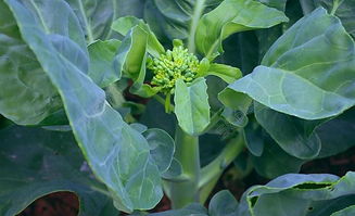 綠色蔬菜 芥蘭圖片高清圖片免費下載 jpg格式 編號15393052 千圖網(wǎng)