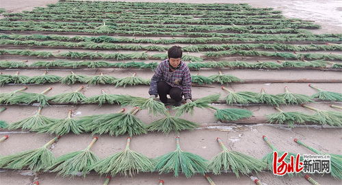 傳統(tǒng)藝術與現(xiàn)代美顏 樂亭毛莊鎮(zhèn)笤帚與麥秸畫如何賺取外匯